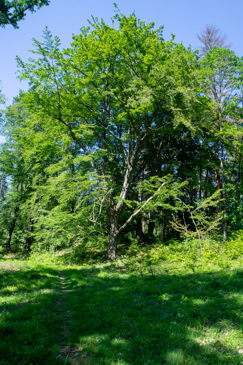 Veľký a Malý Kriváň z Chaty pod Chlebom (Malá Fatra)