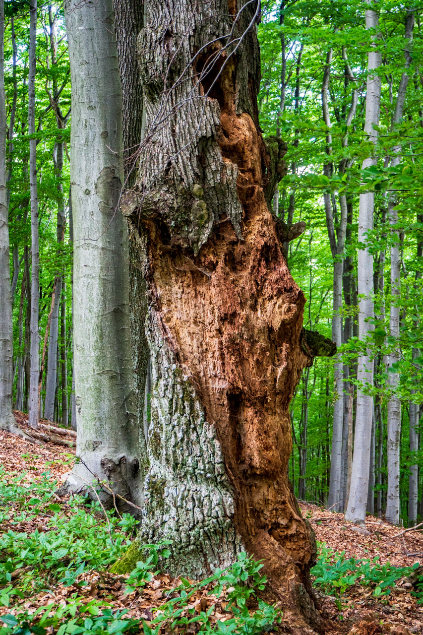 Veľký Milič z Izry (Slanské vrchy)