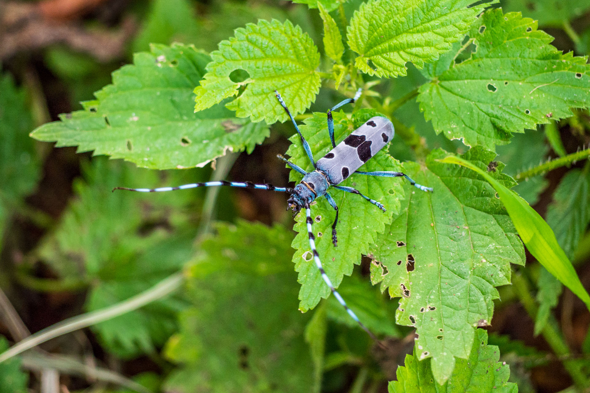 Fúzač alpský (Rosalia alpina)