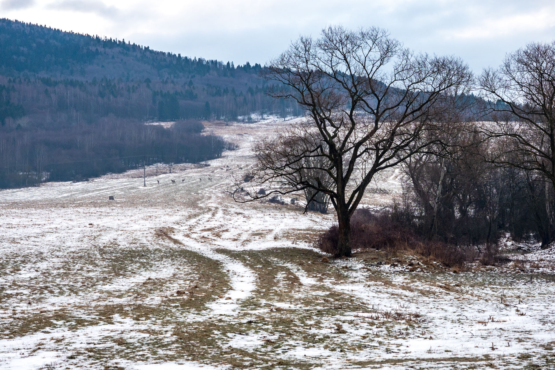 Vianočná kapustnica na Kloptani (Volovské vrchy)