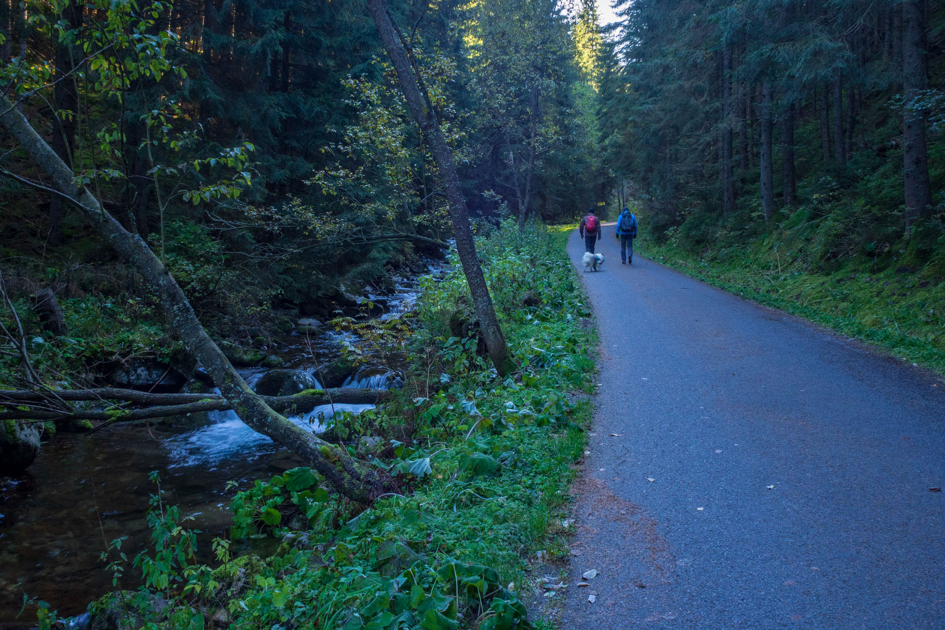 Volovec od Zverovky (Západné Tatry)