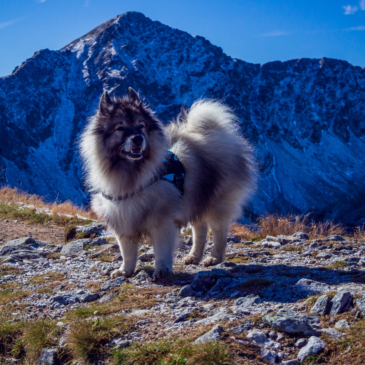 Volovec od Zverovky (Západné Tatry)