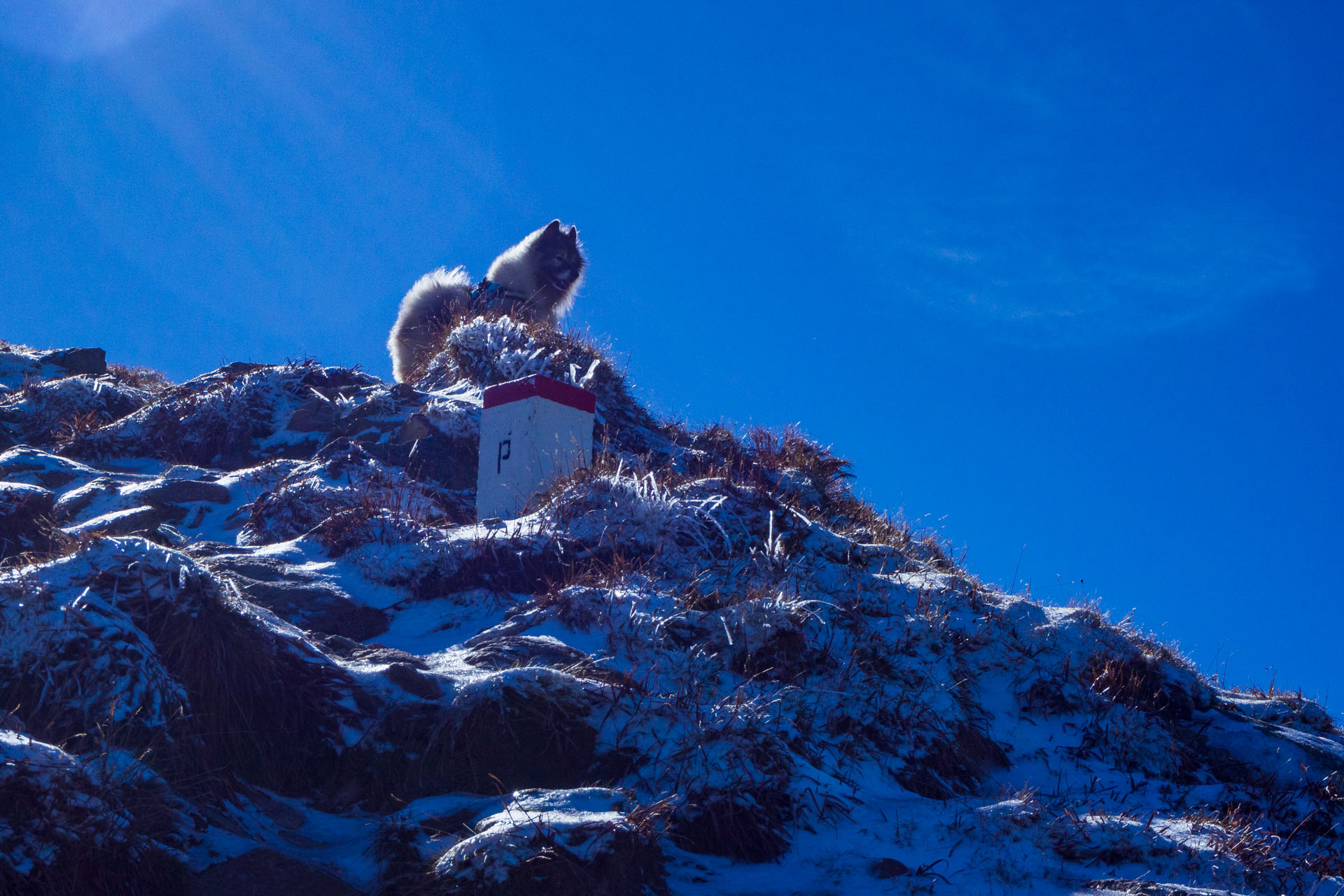 Volovec od Zverovky (Západné Tatry)