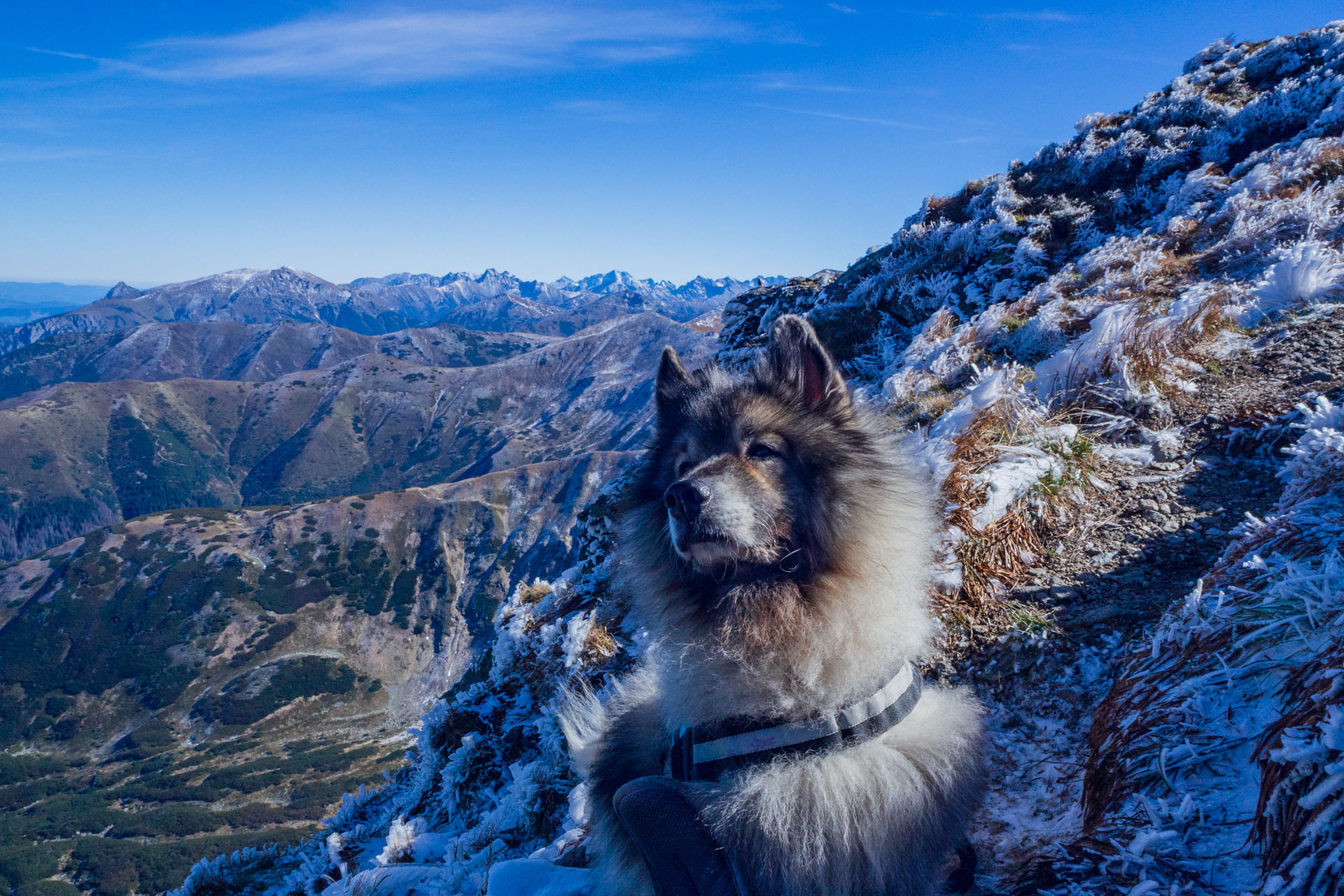 Volovec od Zverovky (Západné Tatry)