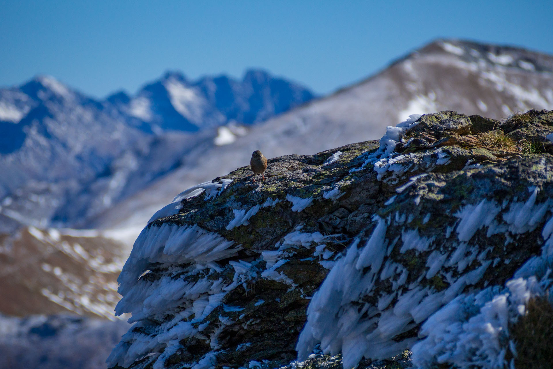 Volovec od Zverovky (Západné Tatry)