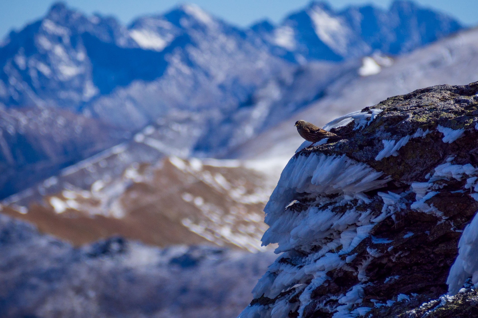 Volovec od Zverovky (Západné Tatry)