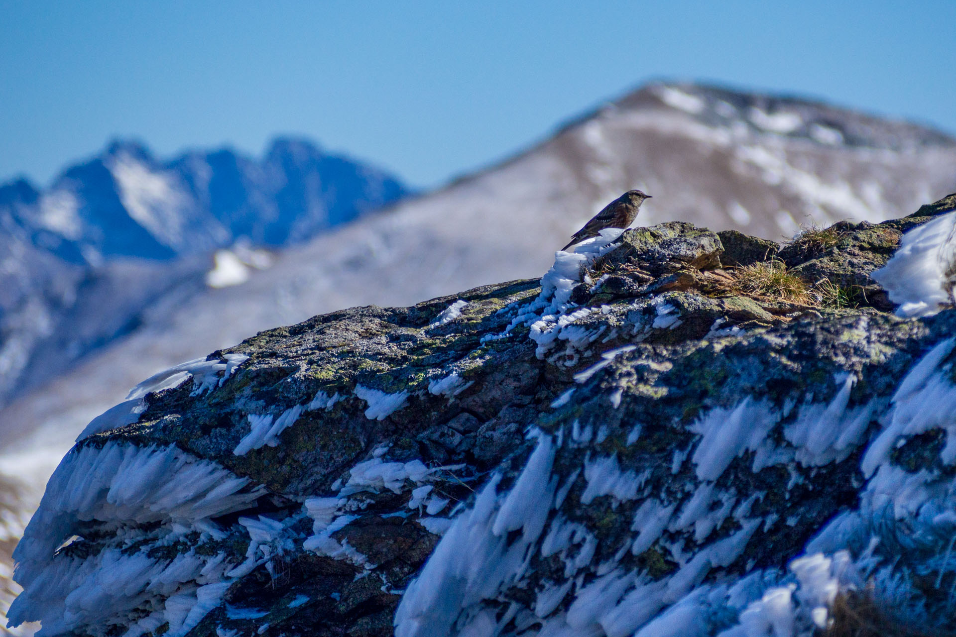 Volovec od Zverovky (Západné Tatry)