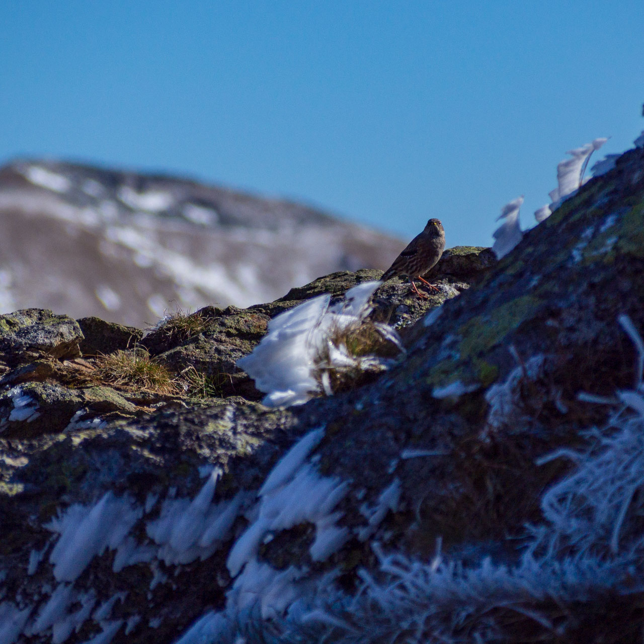 Volovec od Zverovky (Západné Tatry)