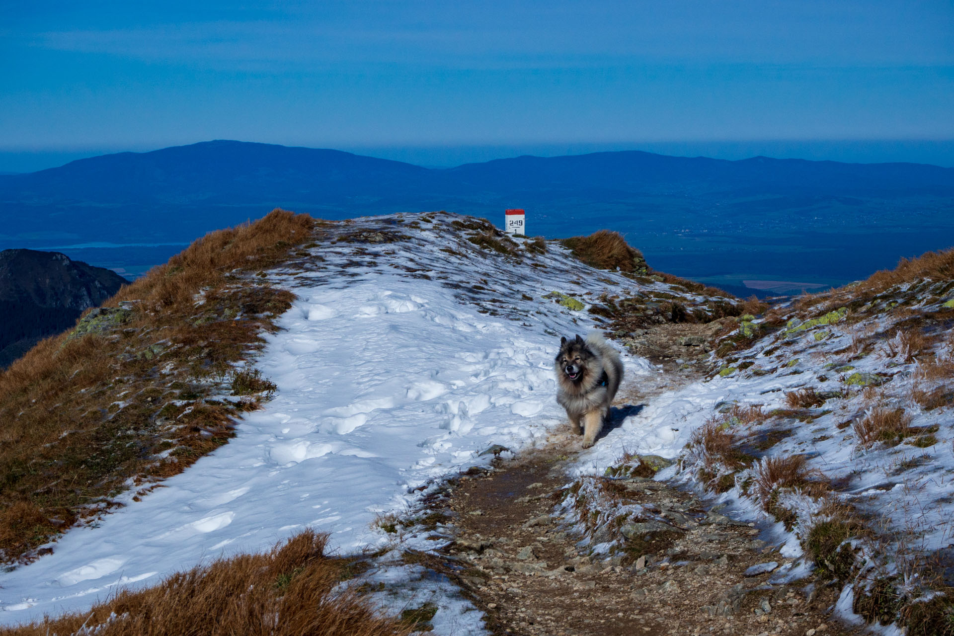 Volovec od Zverovky (Západné Tatry)