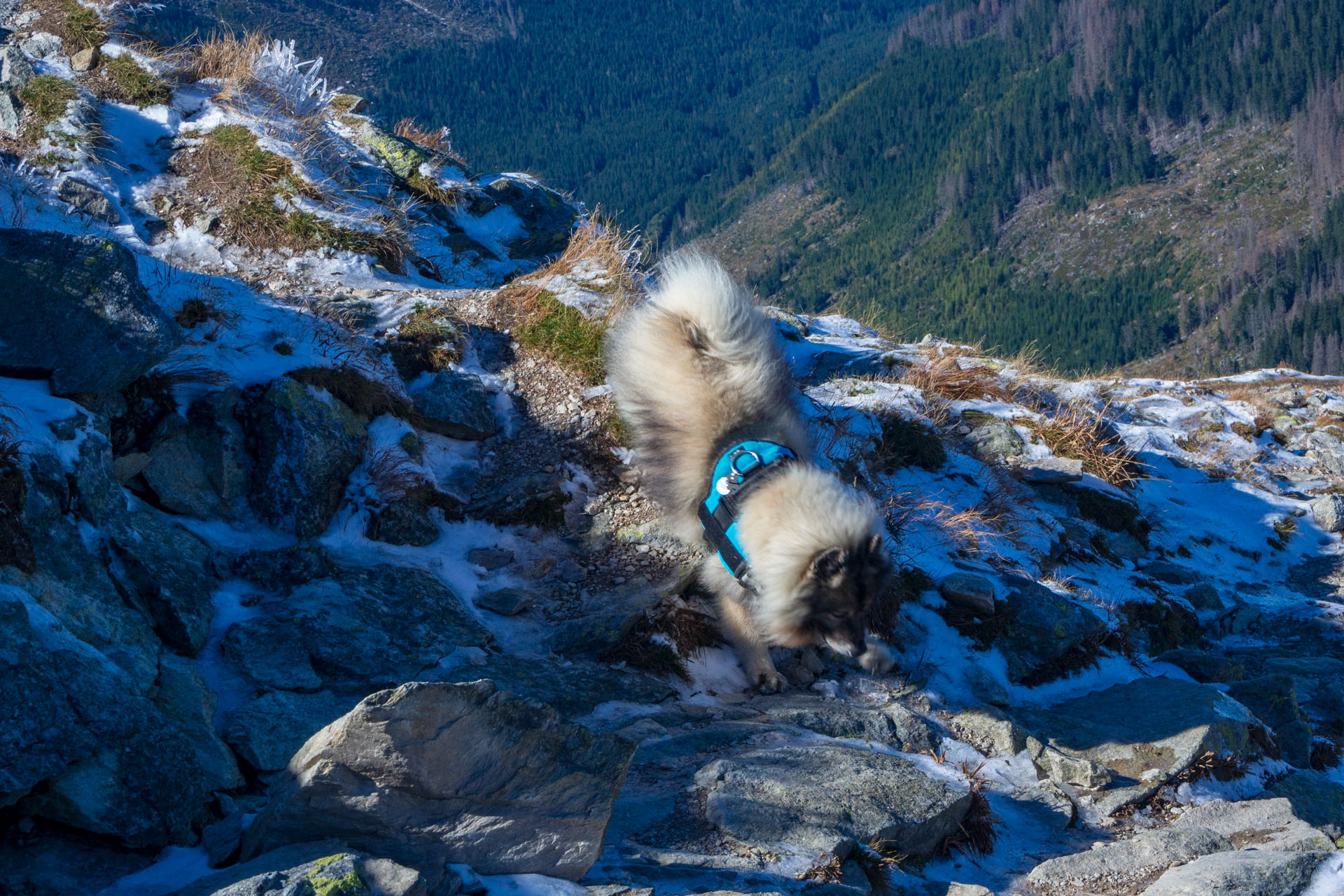 Volovec od Zverovky (Západné Tatry)