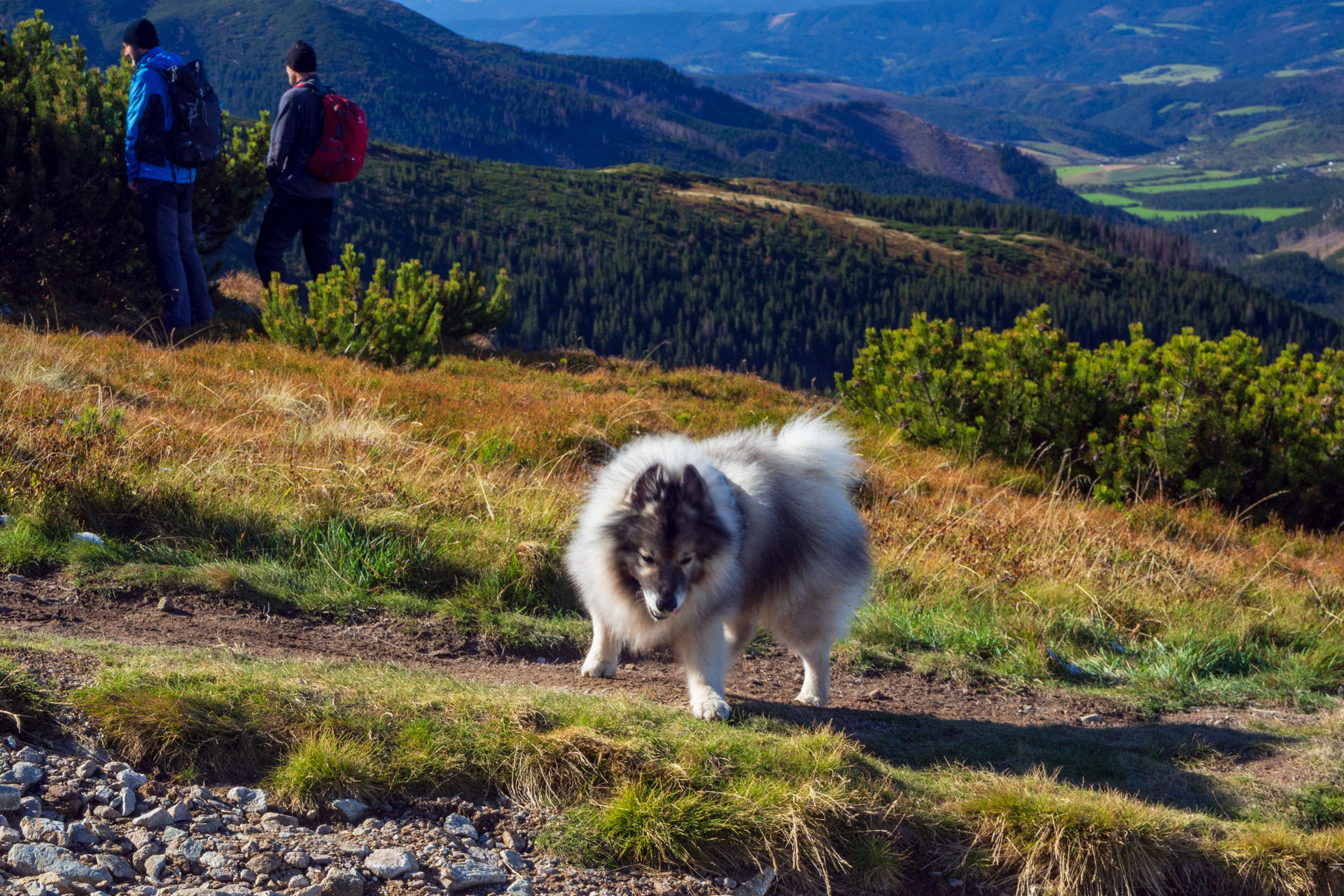 Volovec od Zverovky (Západné Tatry)