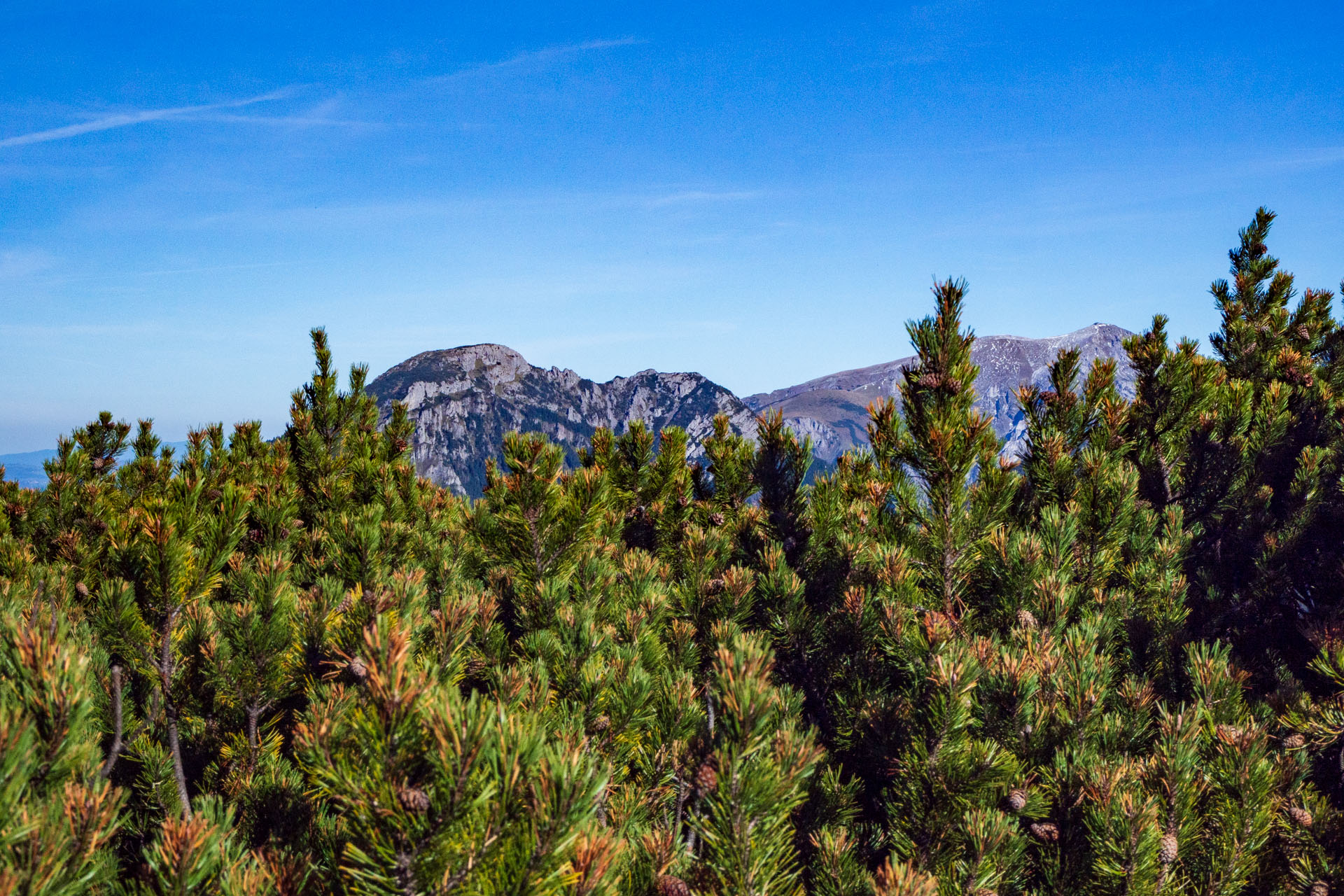 Volovec od Zverovky (Západné Tatry)