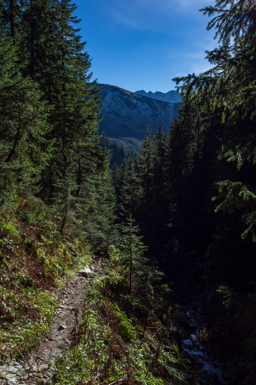 Volovec od Zverovky (Západné Tatry)