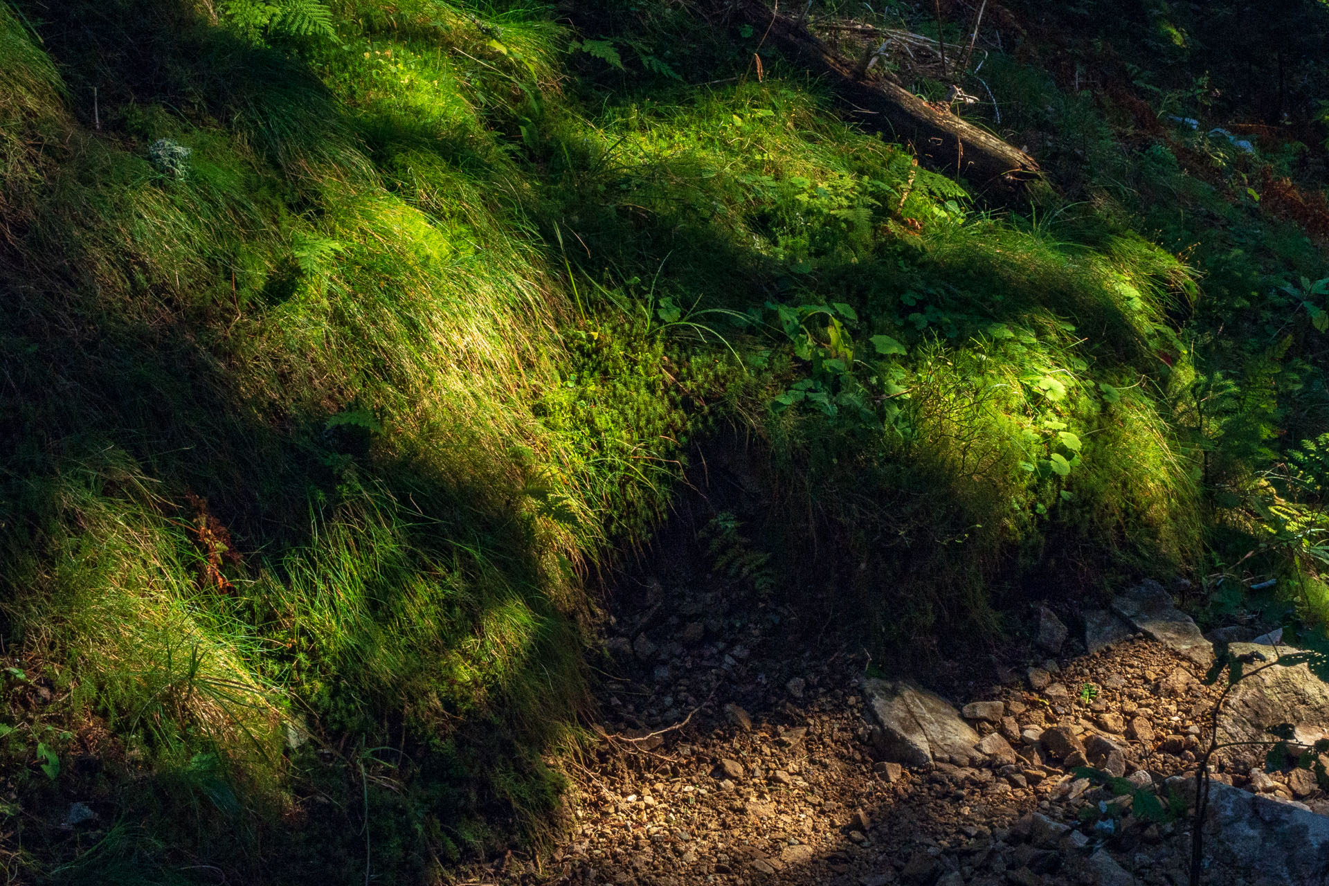 Volovec od Zverovky (Západné Tatry)