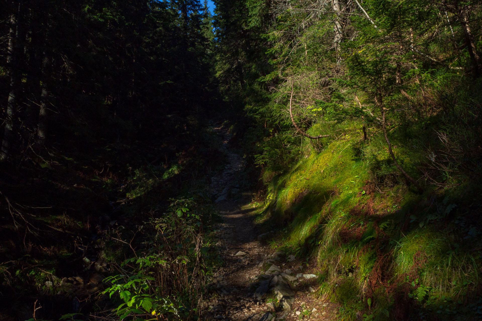 Volovec od Zverovky (Západné Tatry)