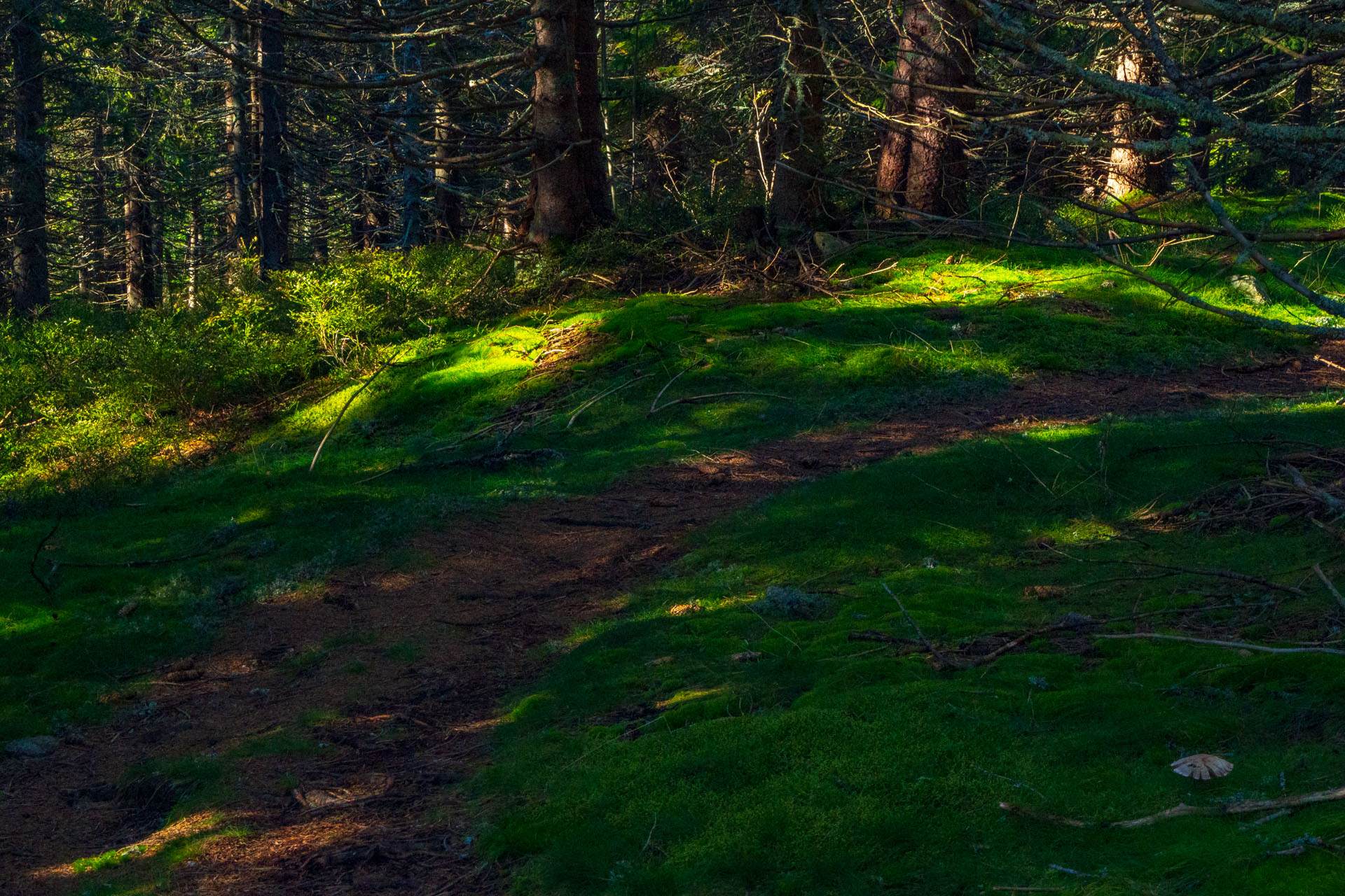 Volovec od Zverovky (Západné Tatry)