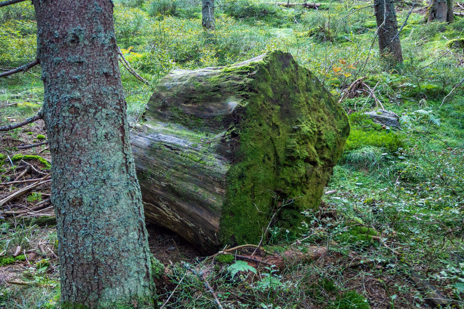 Volovec od Zverovky (Západné Tatry)