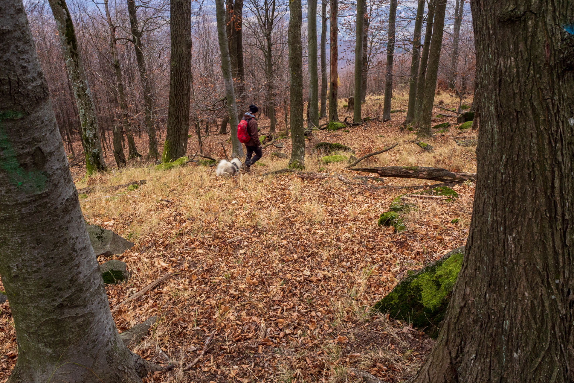 Vyhliadka pod Bradlom a Dobrák (Slanské vrchy)