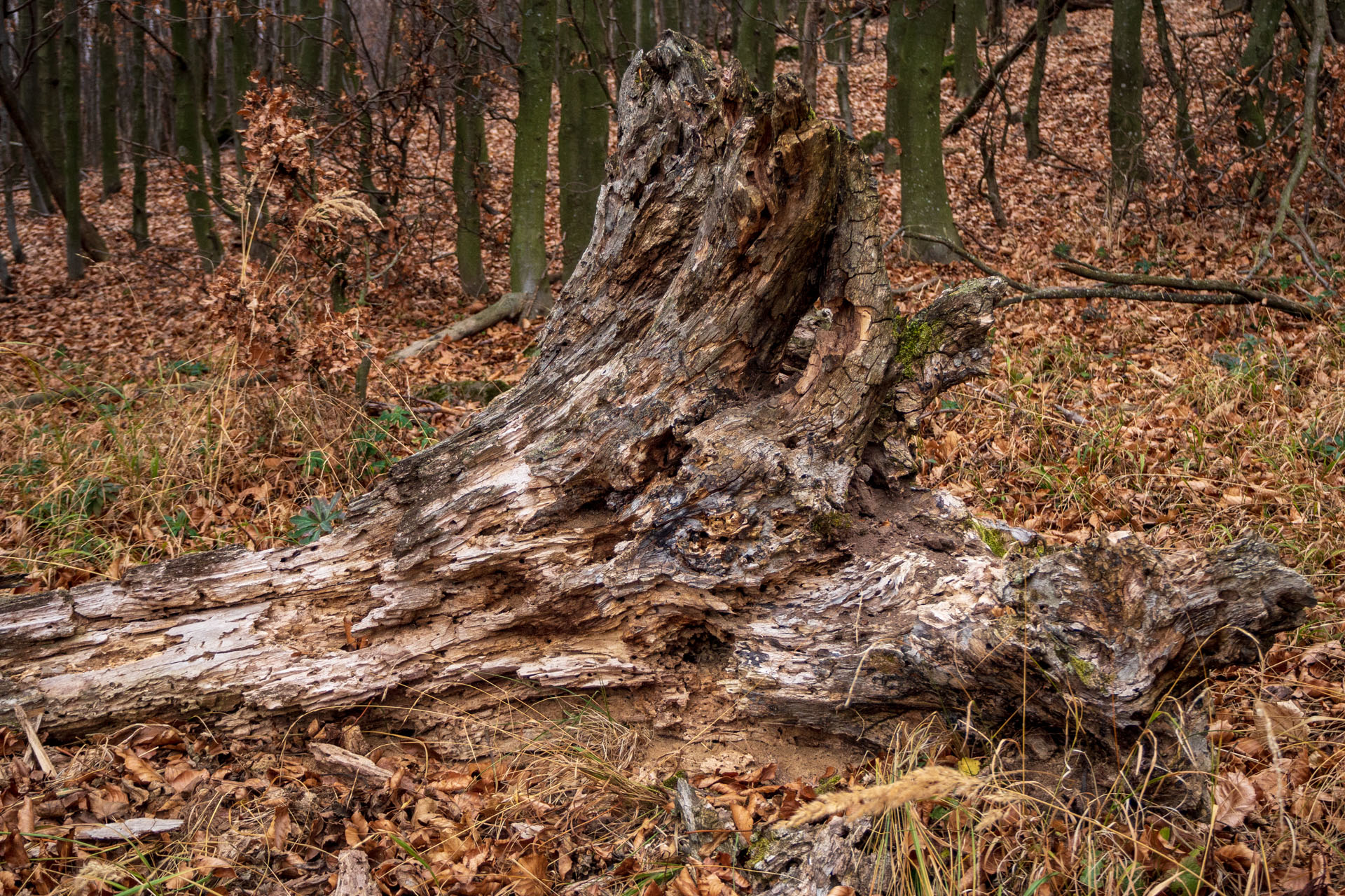 Vyhliadka pod Bradlom a Dobrák (Slanské vrchy)