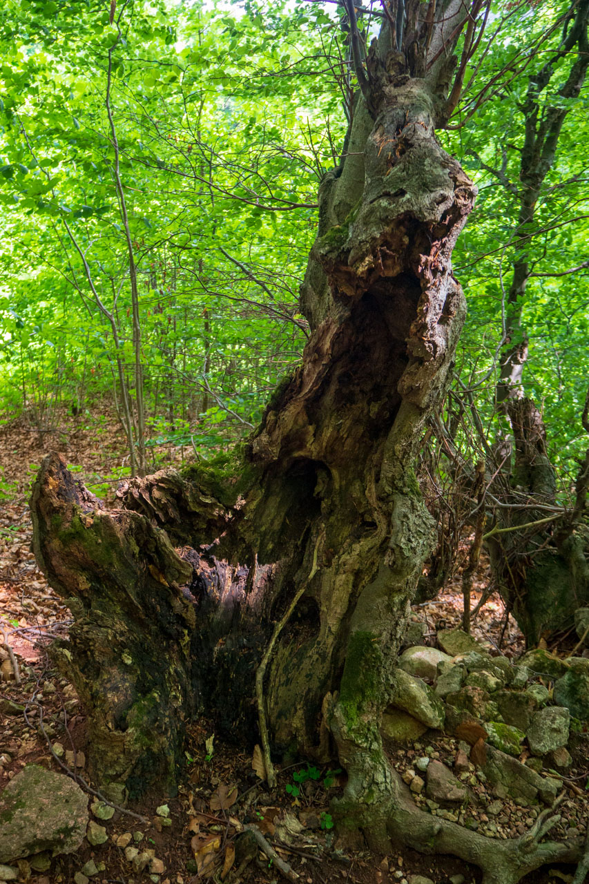 Vyhliadka za Okrúhlym lazom z Hája (Slovenský kras)