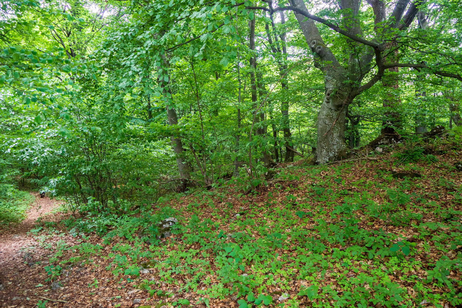 Vyhliadka za Okrúhlym lazom z Hája (Slovenský kras)