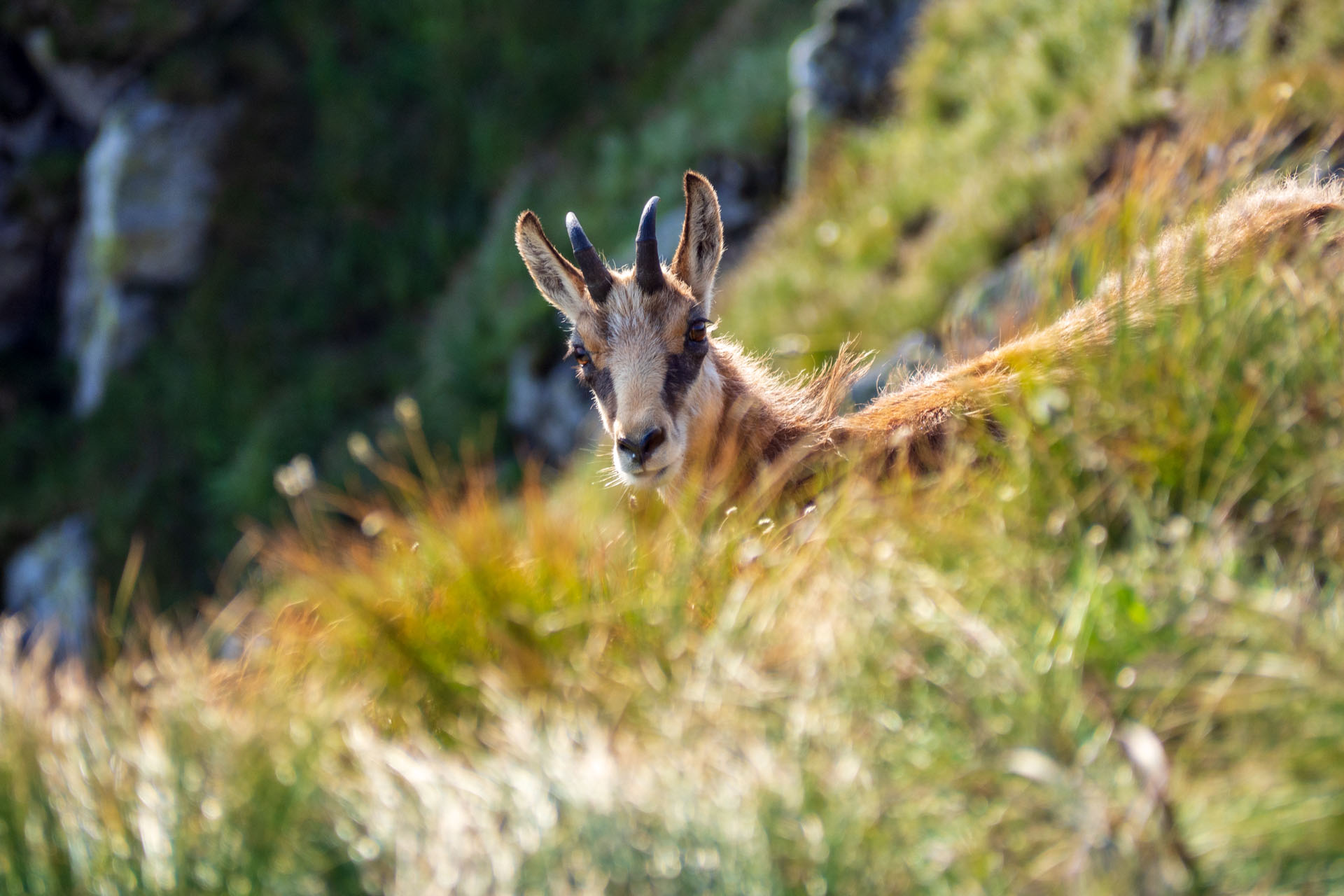 Z Ďurkovej cez Chabenec do Jasnej pod Chopkom (Nízke Tatry)