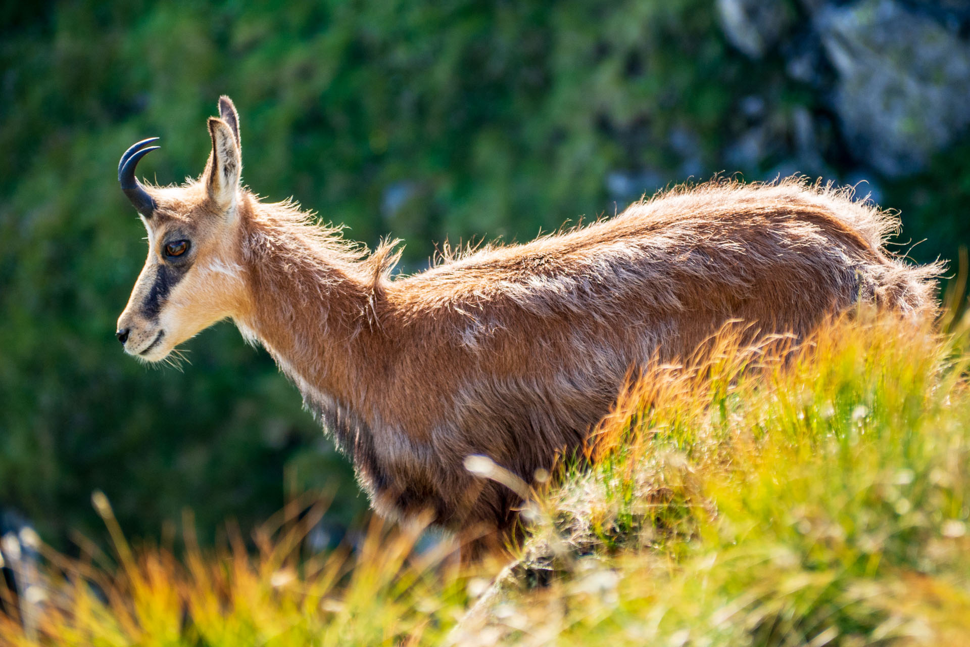 Z Ďurkovej cez Chabenec do Jasnej pod Chopkom (Nízke Tatry)