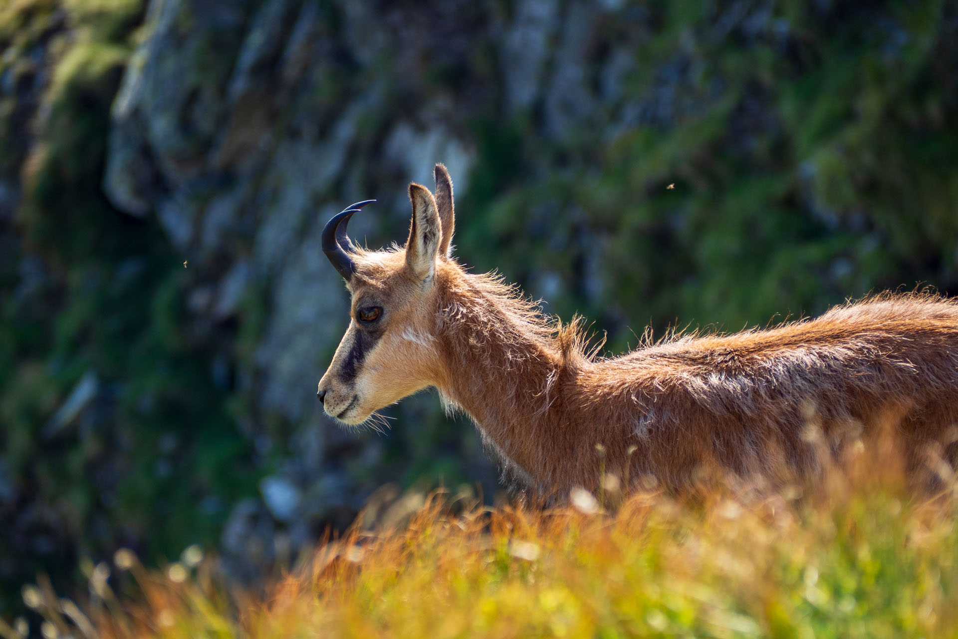 Z Ďurkovej cez Chabenec do Jasnej pod Chopkom (Nízke Tatry)