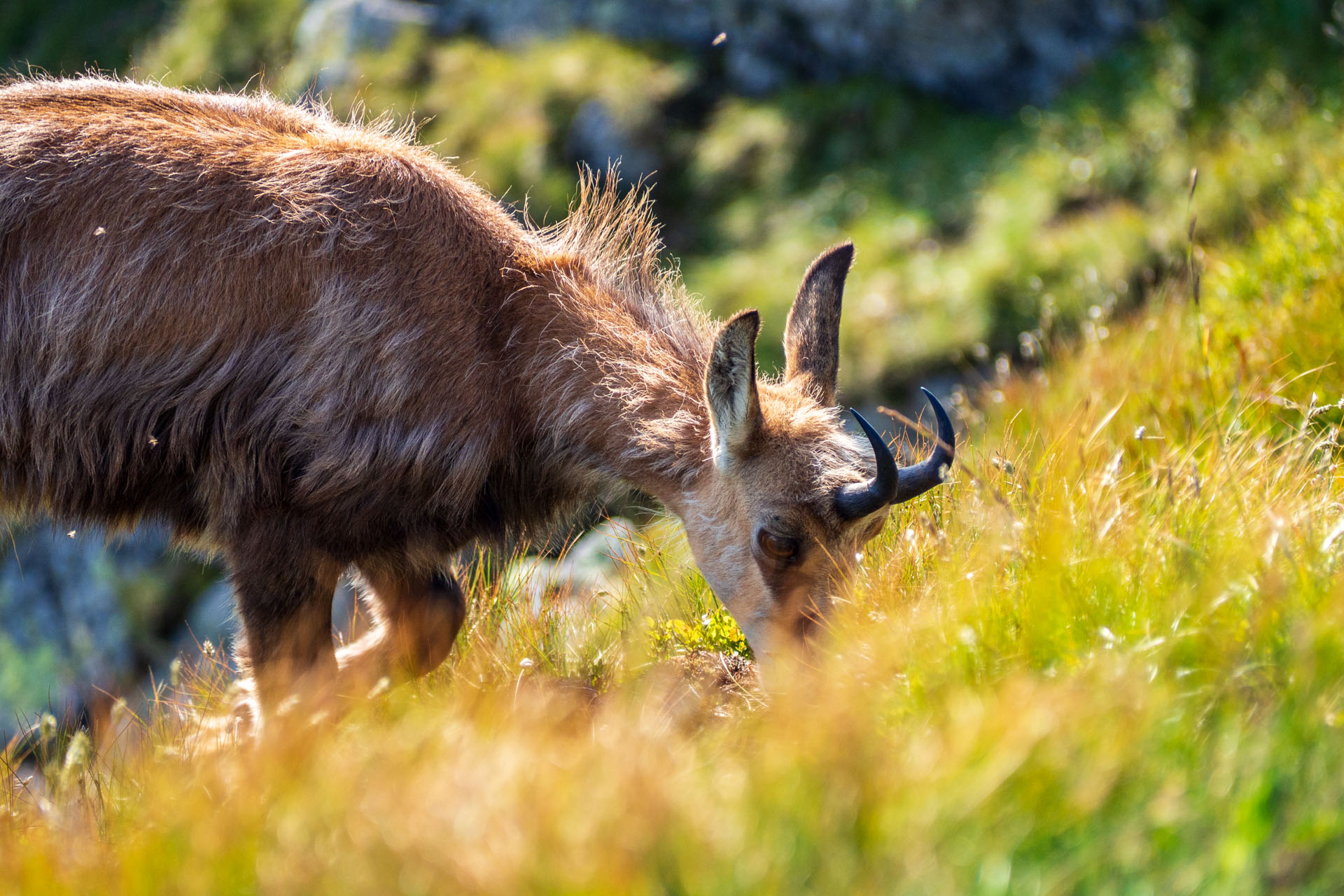 Z Ďurkovej cez Chabenec do Jasnej pod Chopkom (Nízke Tatry)