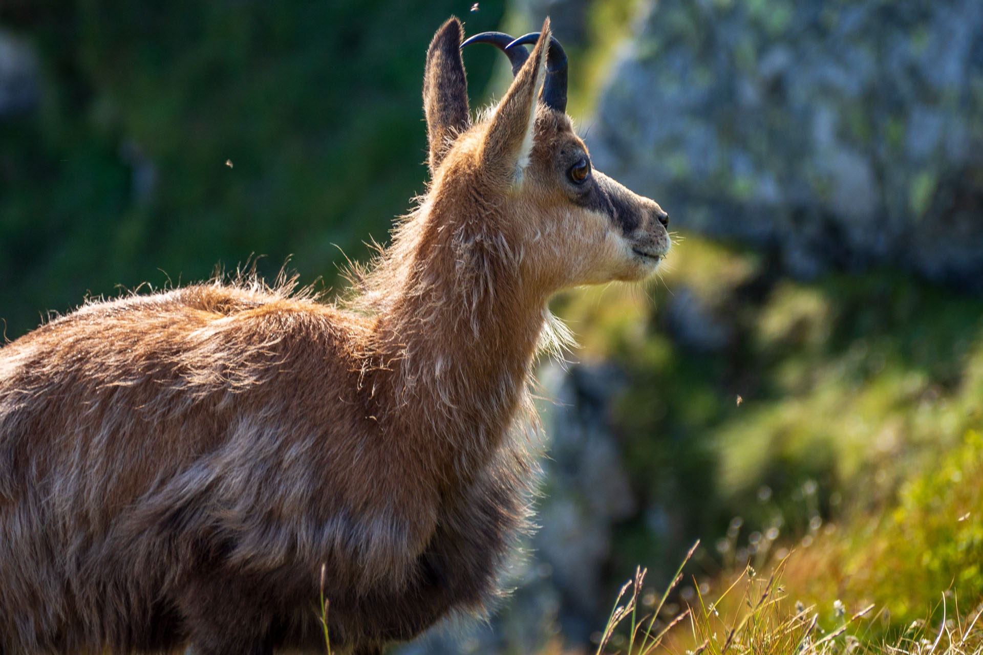 Z Ďurkovej cez Chabenec do Jasnej pod Chopkom (Nízke Tatry)