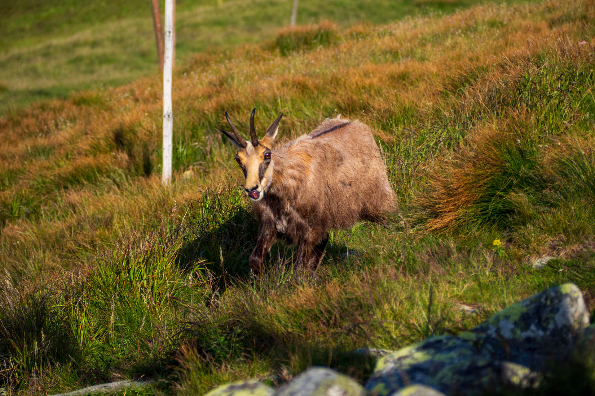 Z Ďurkovej cez Chabenec do Jasnej pod Chopkom (Nízke Tatry)