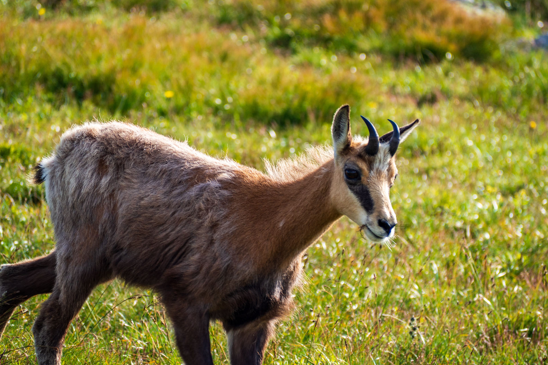 Z Ďurkovej cez Chabenec do Jasnej pod Chopkom (Nízke Tatry)