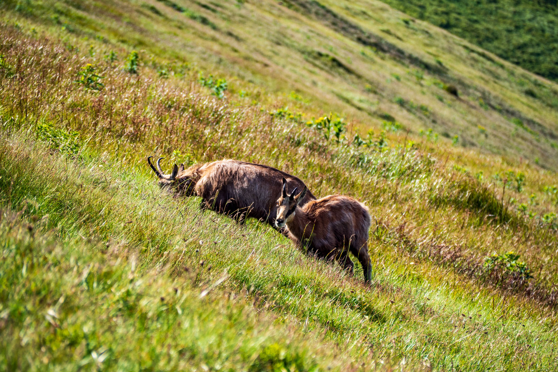 Z Ďurkovej cez Chabenec do Jasnej pod Chopkom (Nízke Tatry)