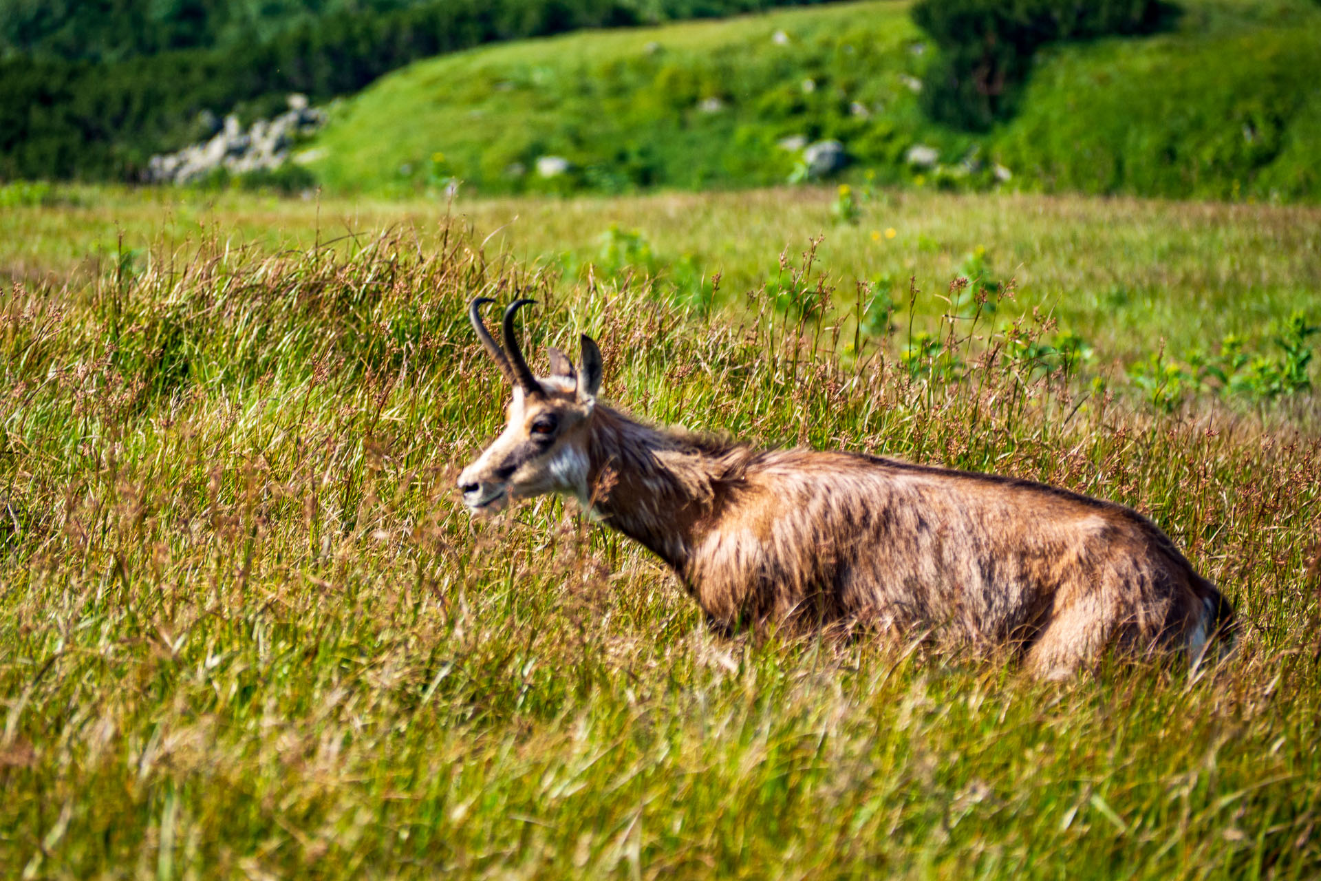 Z Ďurkovej cez Chabenec do Jasnej pod Chopkom (Nízke Tatry)