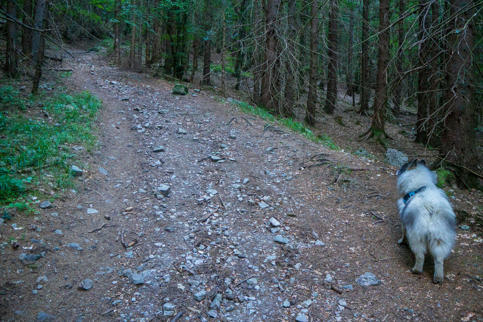 Z Hiadeľského sedla na Ďurkovú (Nízke Tatry)