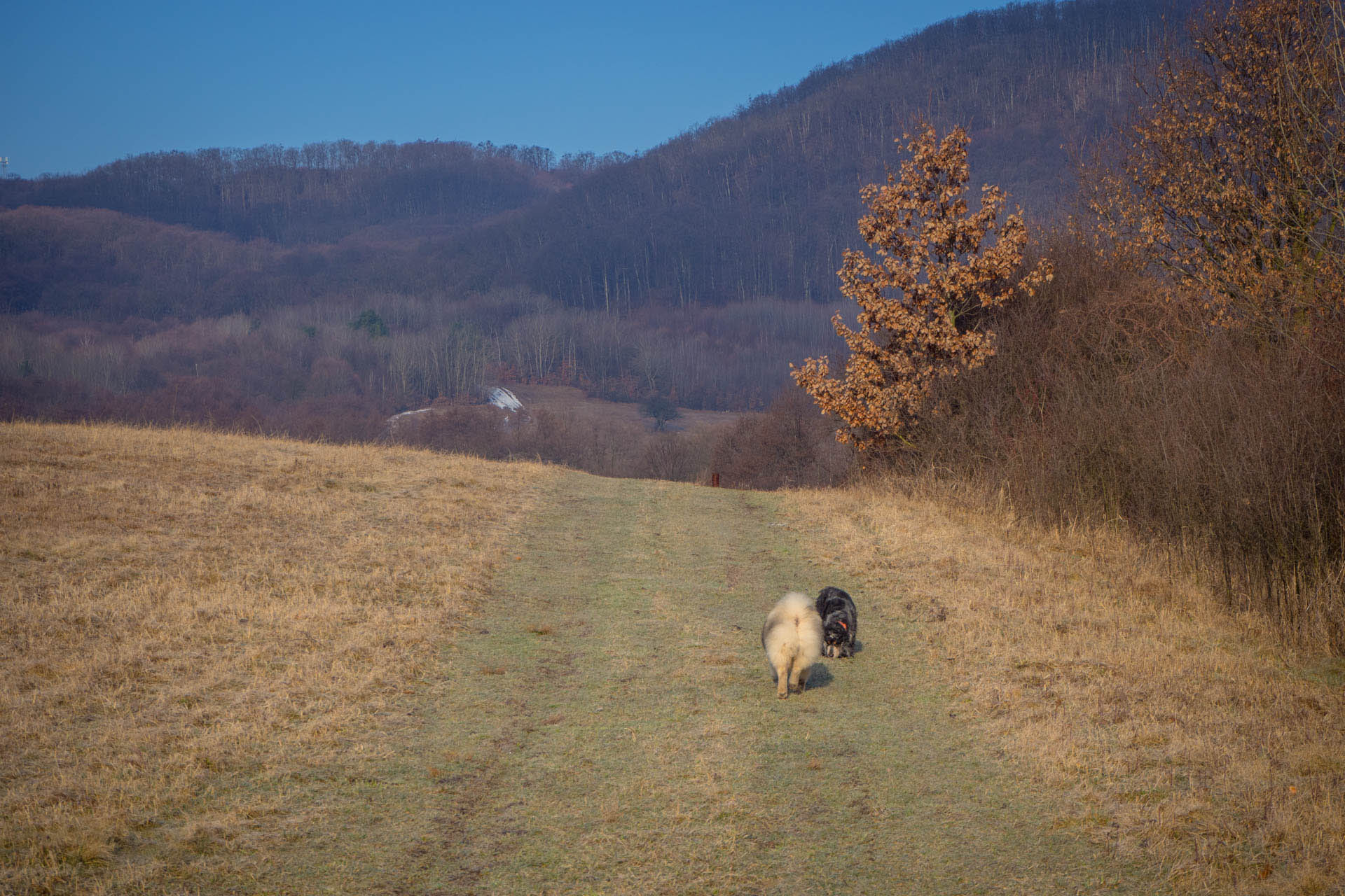 Zapikán a Mazolín z Davidova (Slanské vrchy)