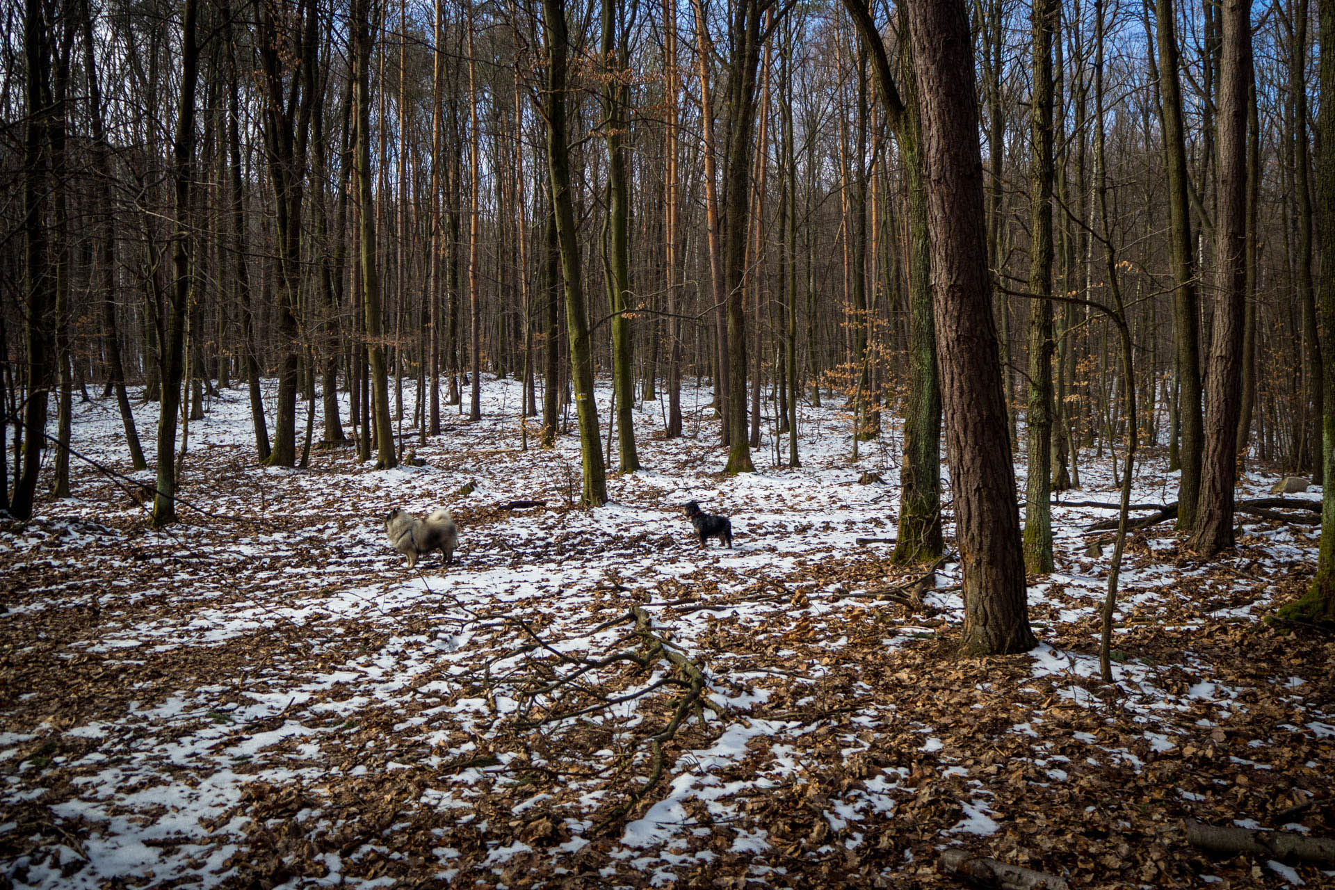 Zapikán a Mazolín z Davidova (Slanské vrchy)