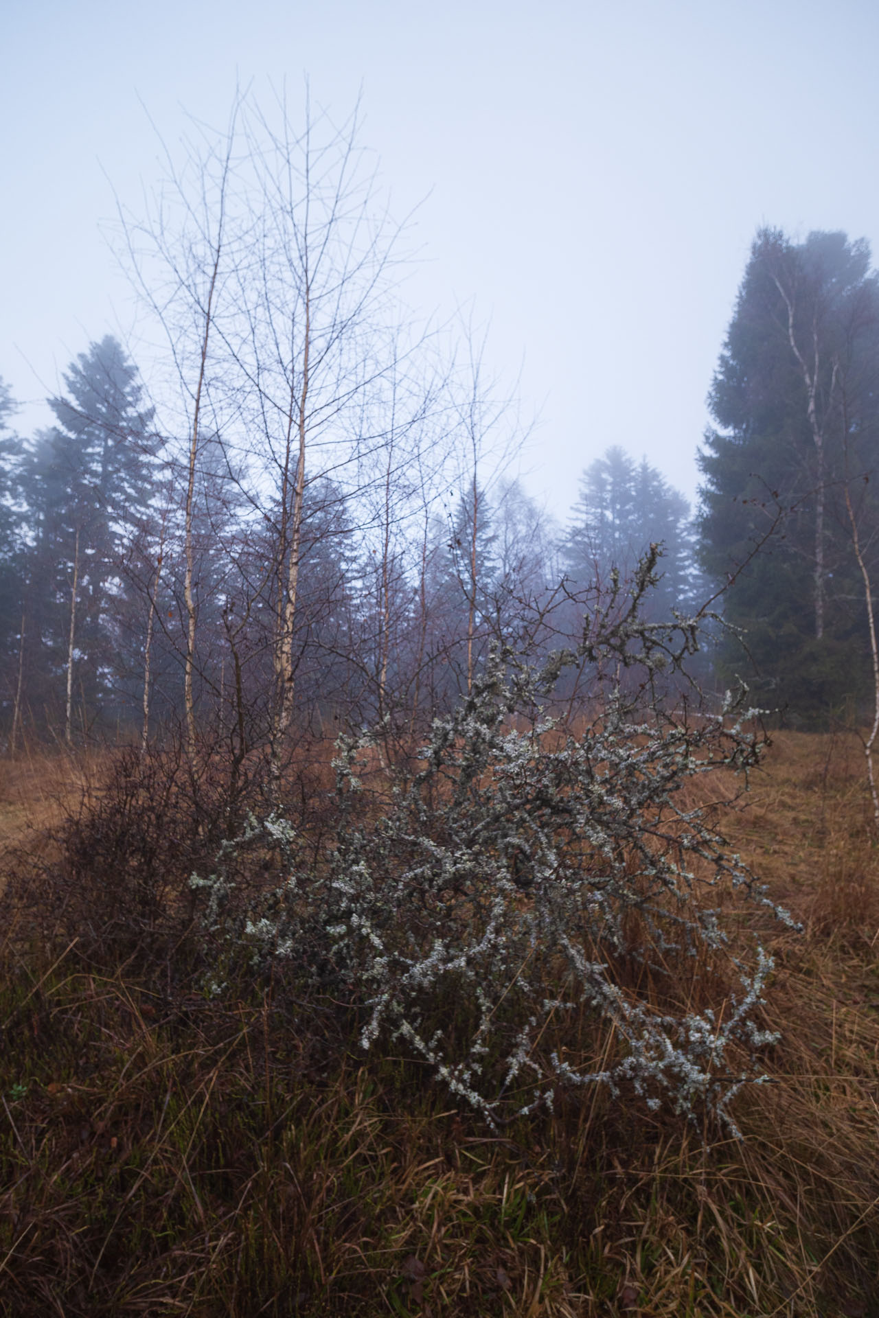 4. ročník vianočnej kapustnice na Kloptani (Volovské vrchy)