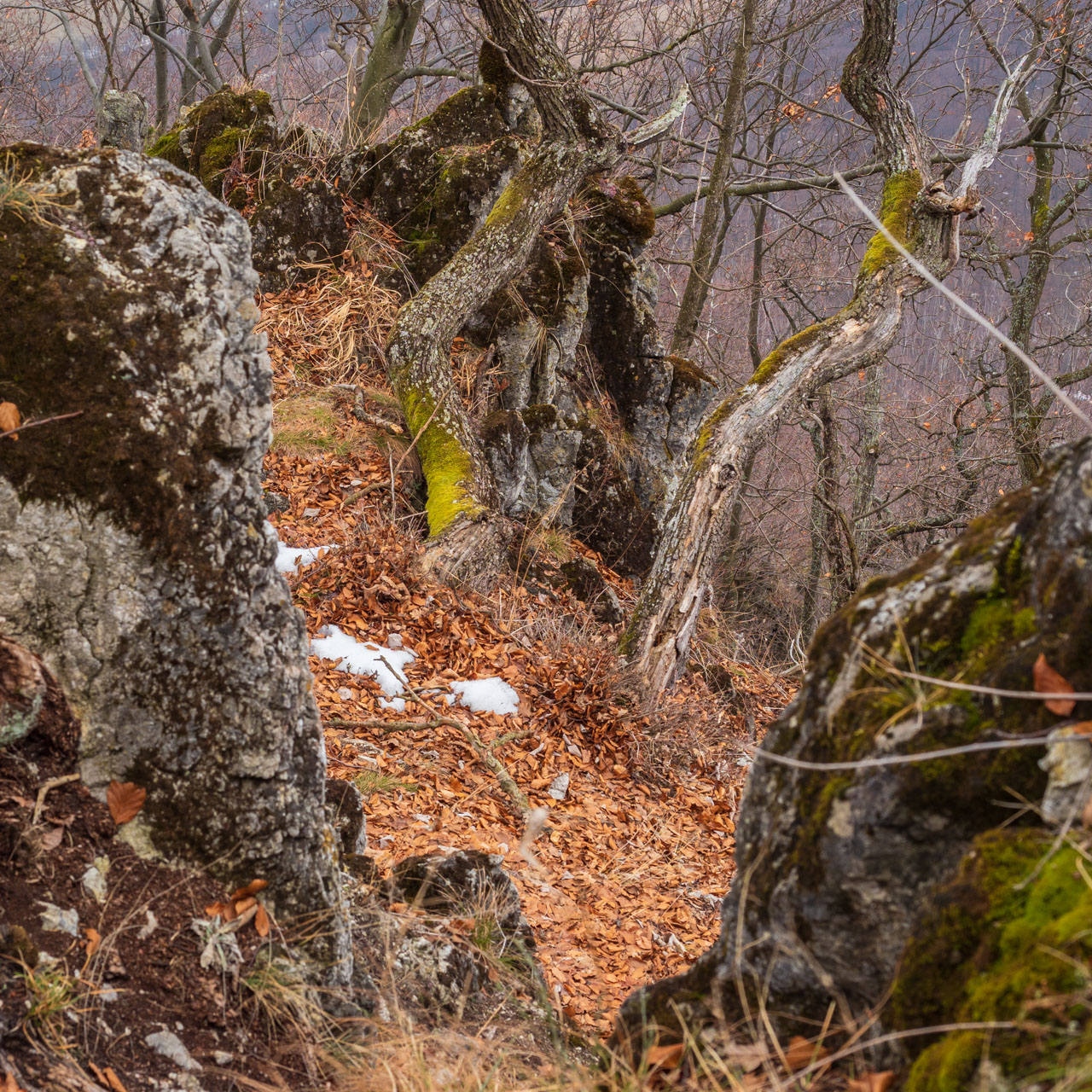 Bokšovské skaly z Veľkej Lodiny (Čierna hora)