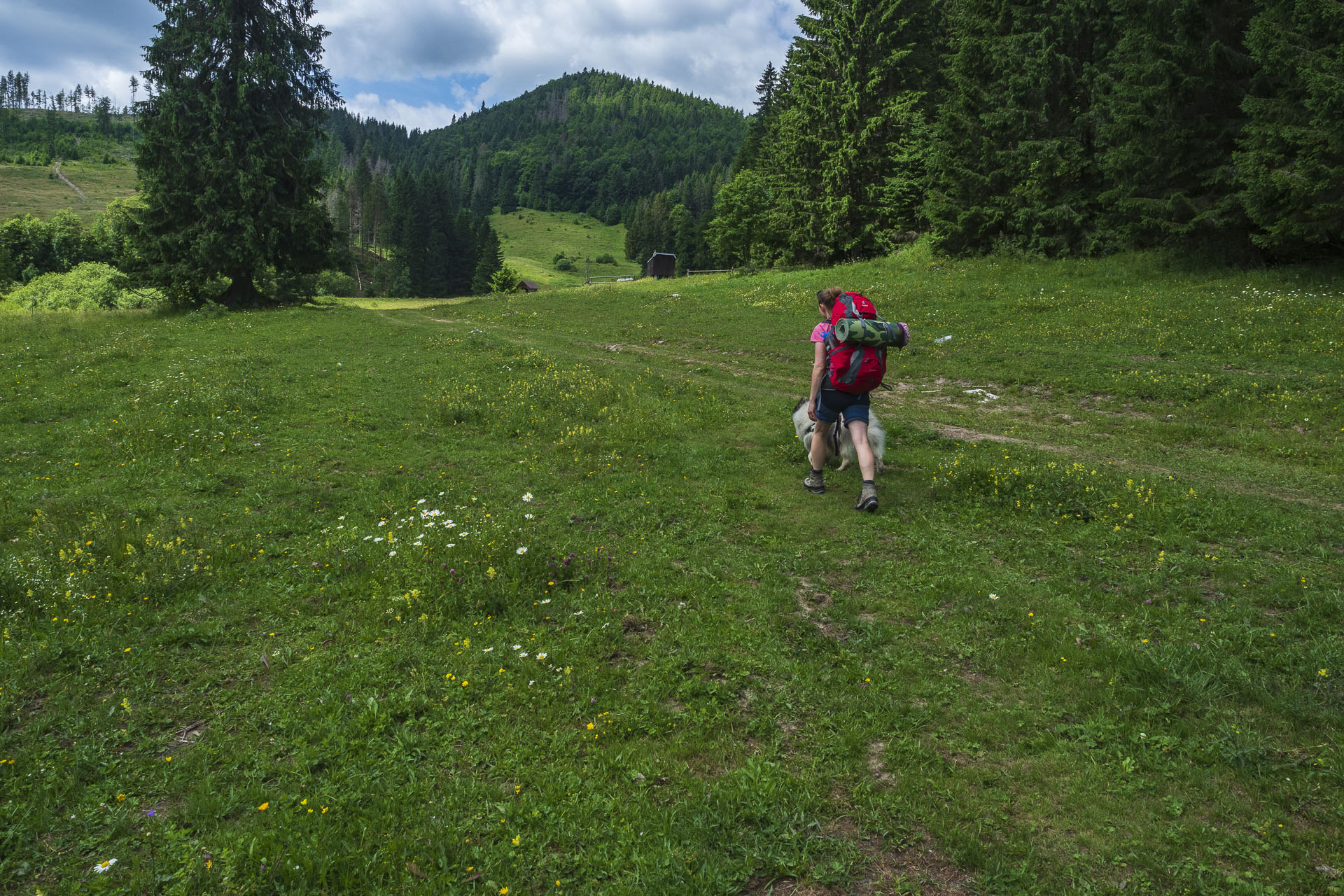 Borovniak (Ondrejisko) zo Stratenej (Slovenský raj)