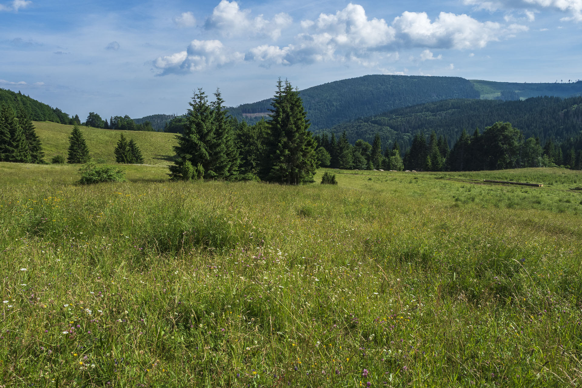 Borovniak (Ondrejisko) zo Stratenej (Slovenský raj)