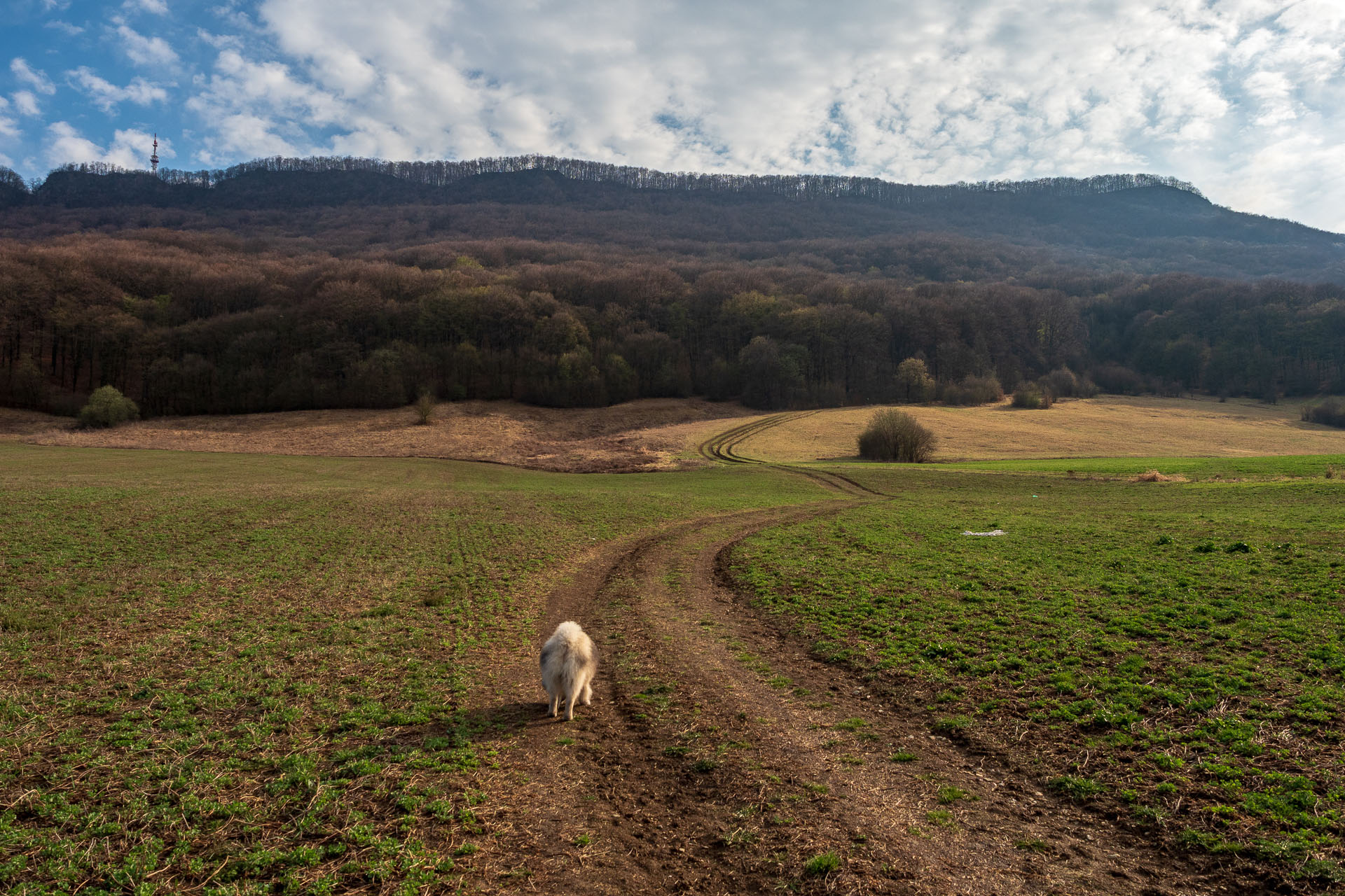 Brzotínska skala z Jovíc (Slovenský kras)