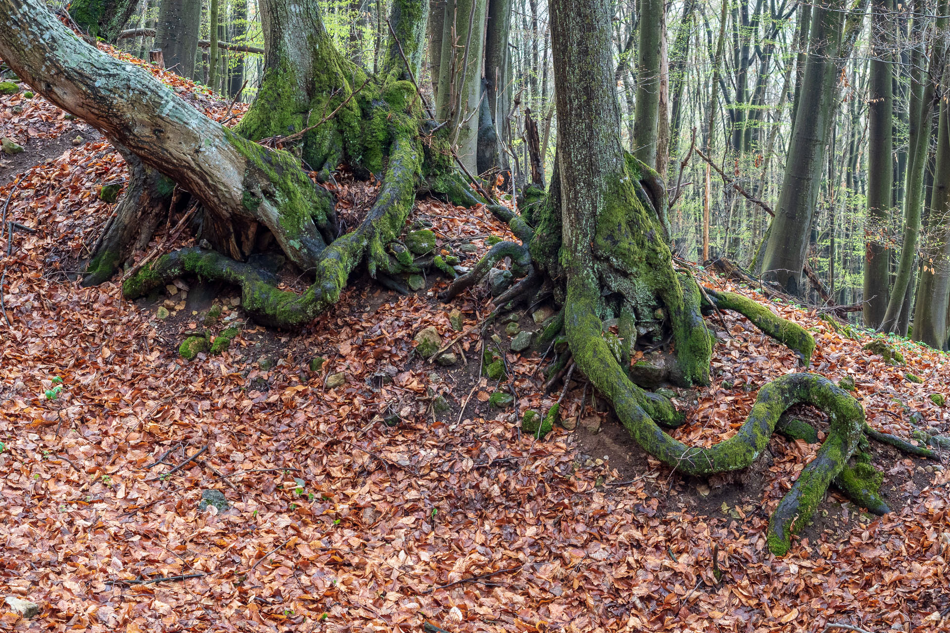 Brzotínska skala z Jovíc (Slovenský kras)