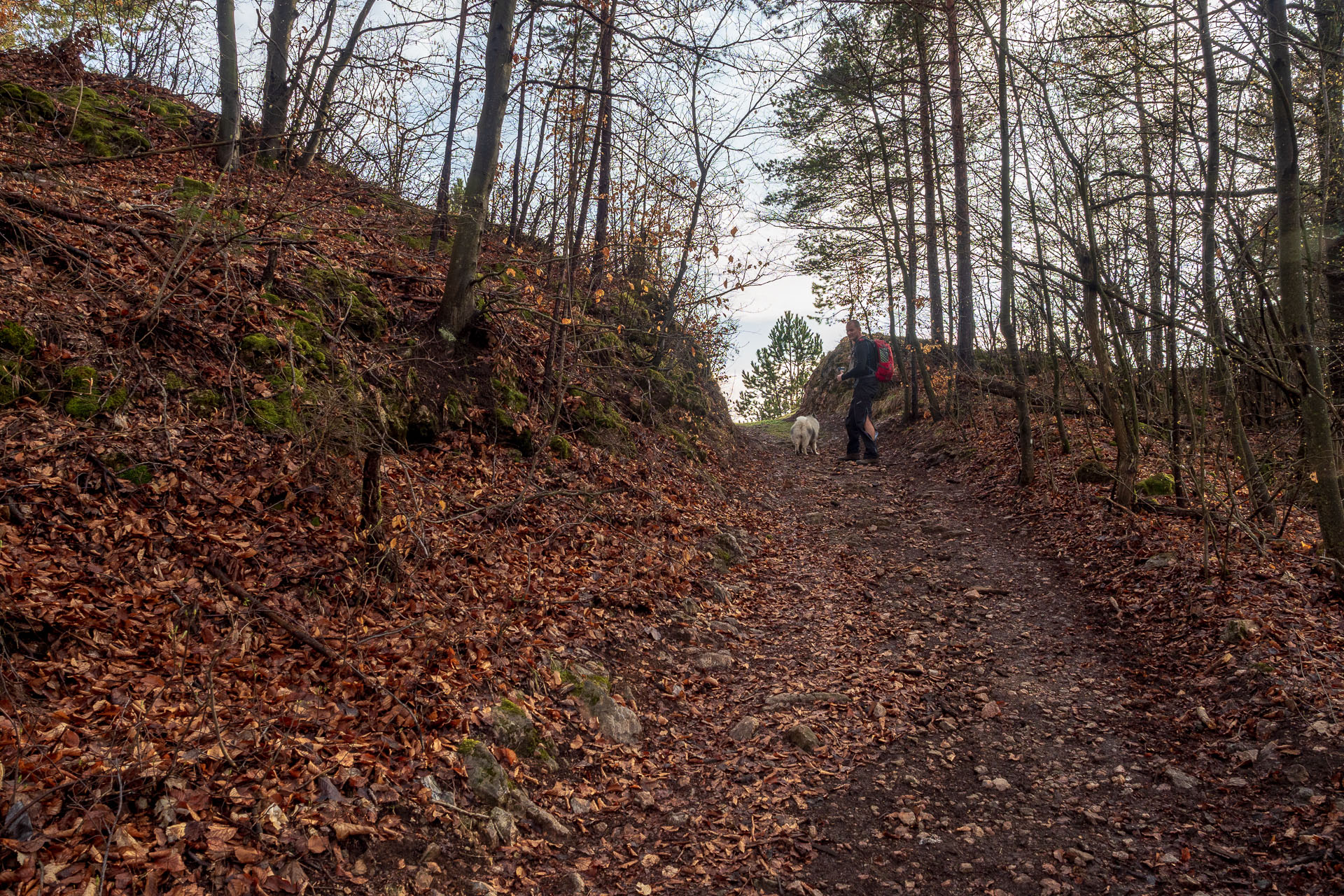 Brzotínska skala z Jovíc (Slovenský kras)