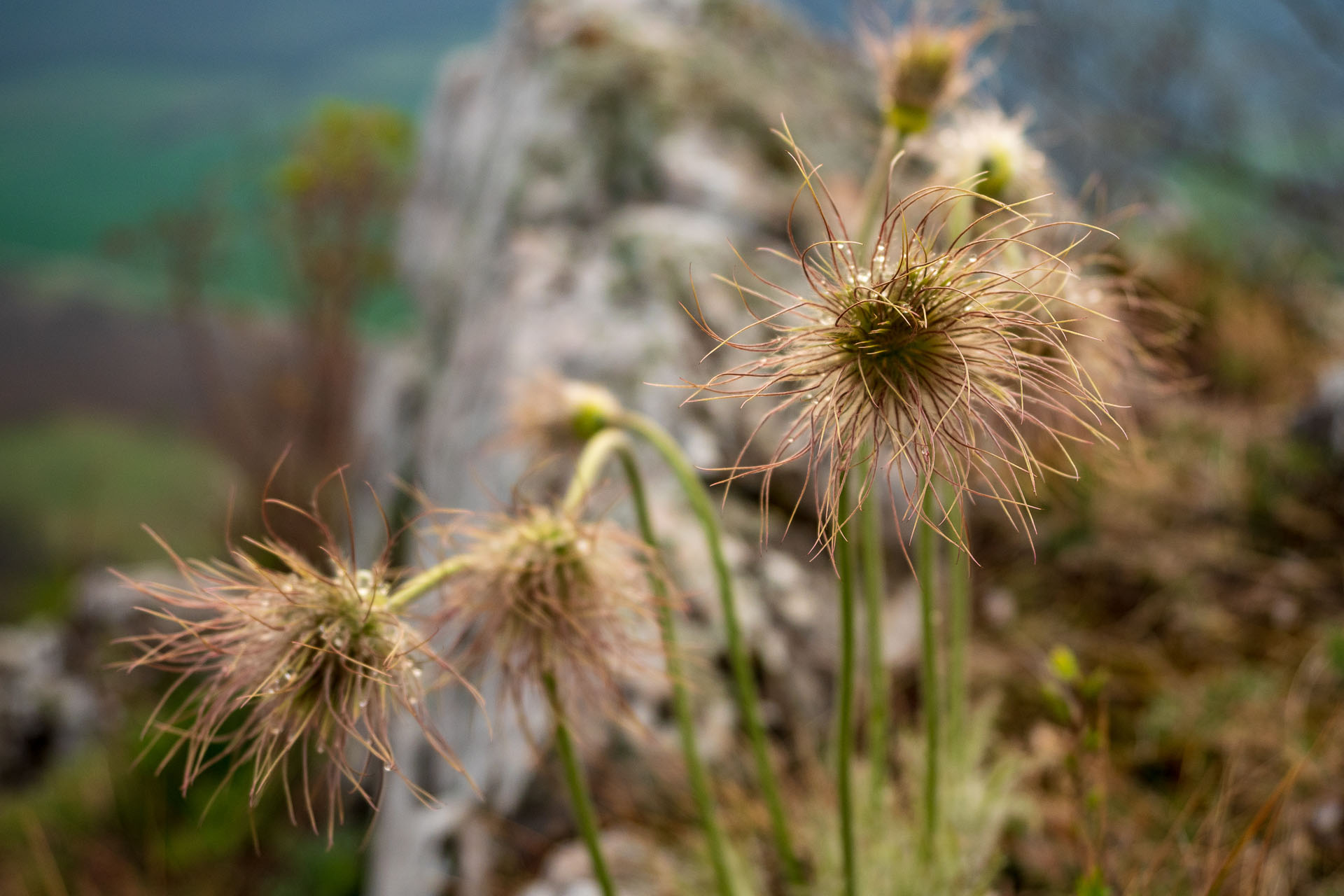 Brzotínska skala z Jovíc (Slovenský kras)