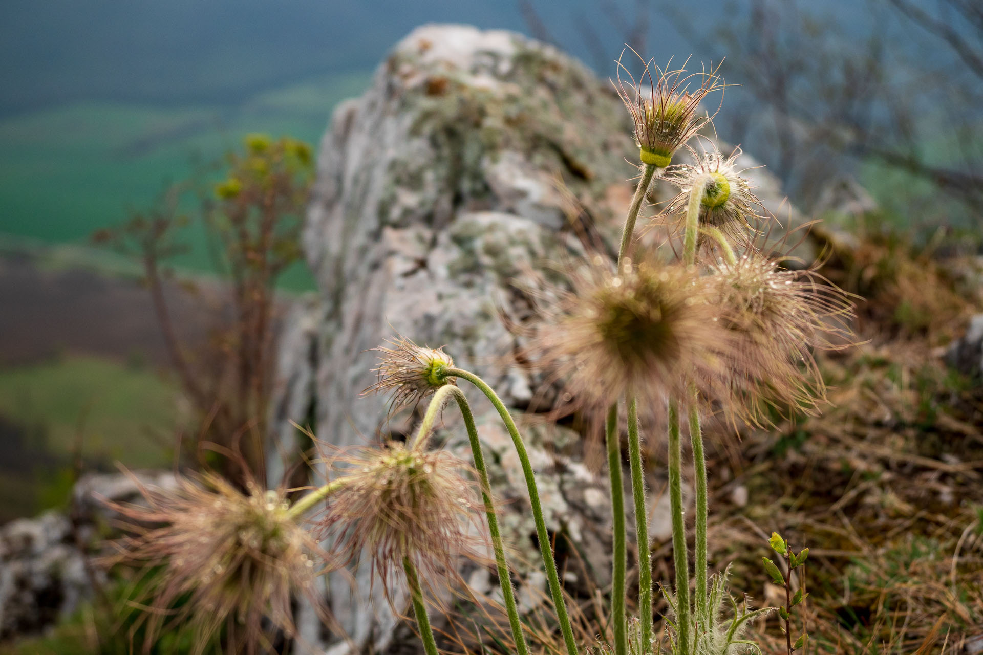 Brzotínska skala z Jovíc (Slovenský kras)