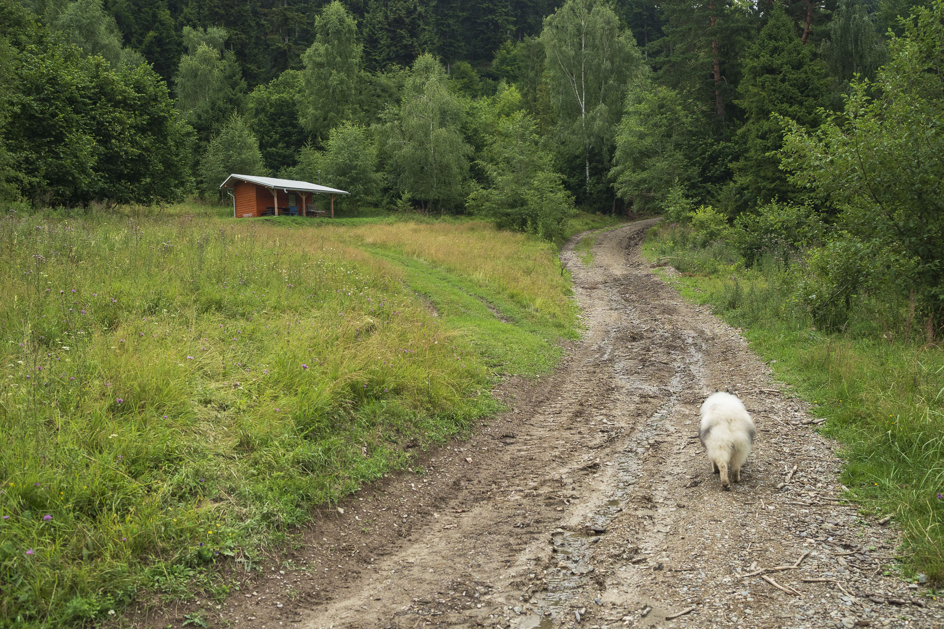 Bukovec zo Švedlára (Volovské vrchy)