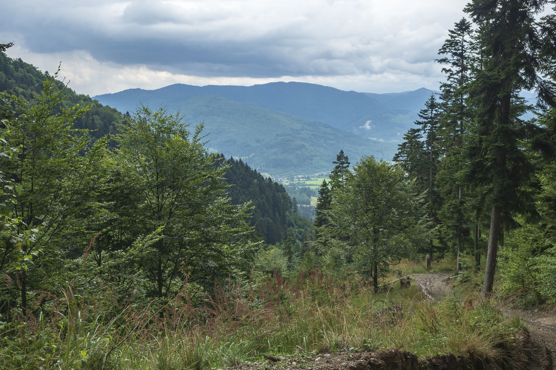 Bukovec zo Švedlára (Volovské vrchy)