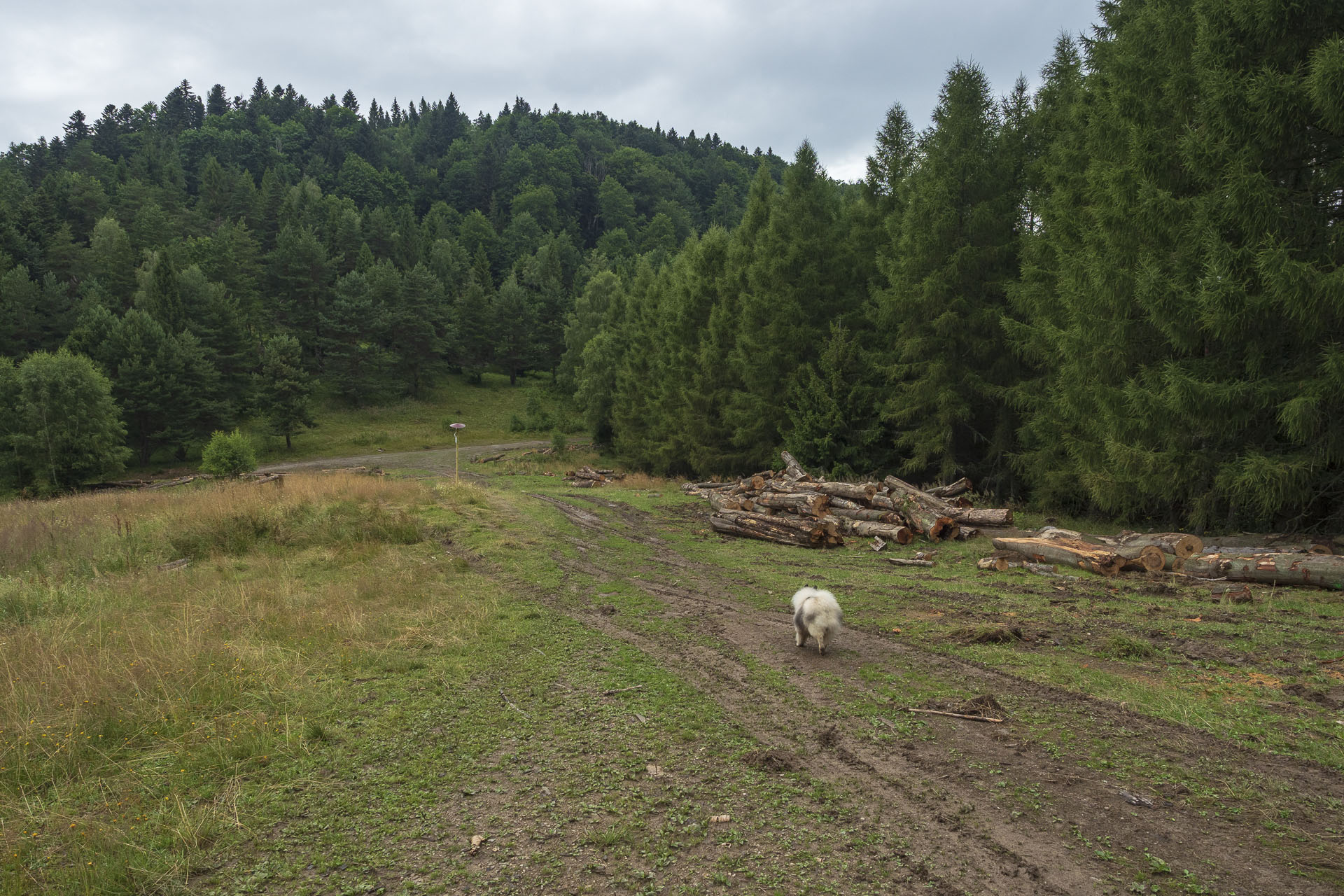 Bukovec zo Švedlára (Volovské vrchy)