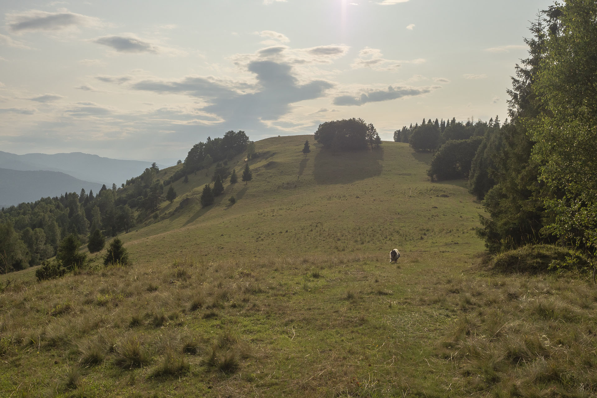 Bukovec zo Švedlára (Volovské vrchy)